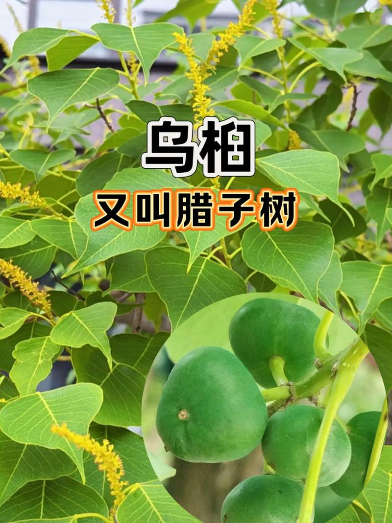 乌桕树怎么读?一文读懂它的读音、习性与园艺价值 常见问题与误区