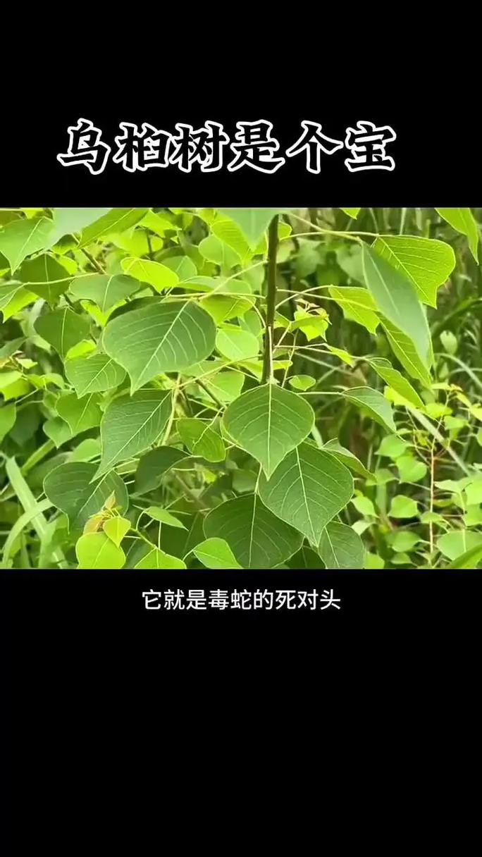 乌桕树怎么读?一文读懂它的读音、习性与园艺价值 结语