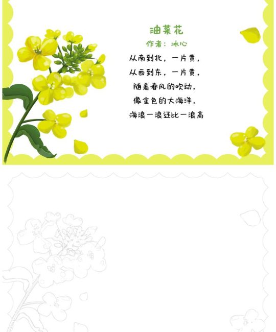 什么的油菜花？一篇文章带你了解油菜花的品种与园艺价值