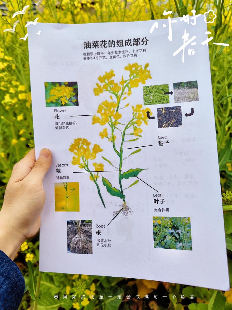 什么的油菜花?一篇文章带你了解油菜花的品种与园艺价值 种植技巧:从播种到爆花