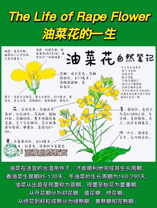 什么的油菜花?一篇文章带你了解油菜花的品种与园艺价值 常见问题解答