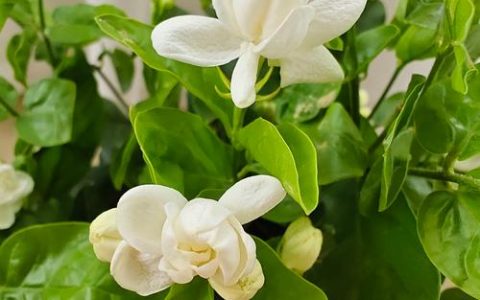 茉香花是什么花？揭开它的植物学身份与养护要点
