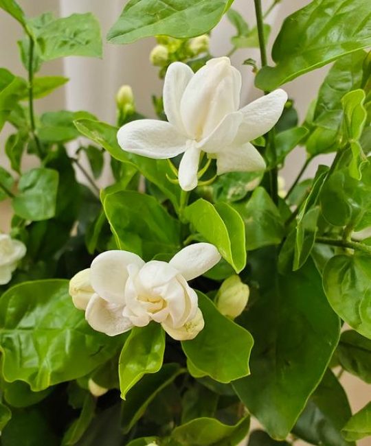 茉香花是什么花？揭开它的植物学身份与养护要点