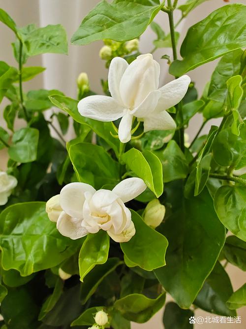 茉香花是什么花？揭开它的植物学身份与养护要点