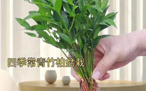 竹柏种子多少钱？2024年最新价格参考与影响因素全解析