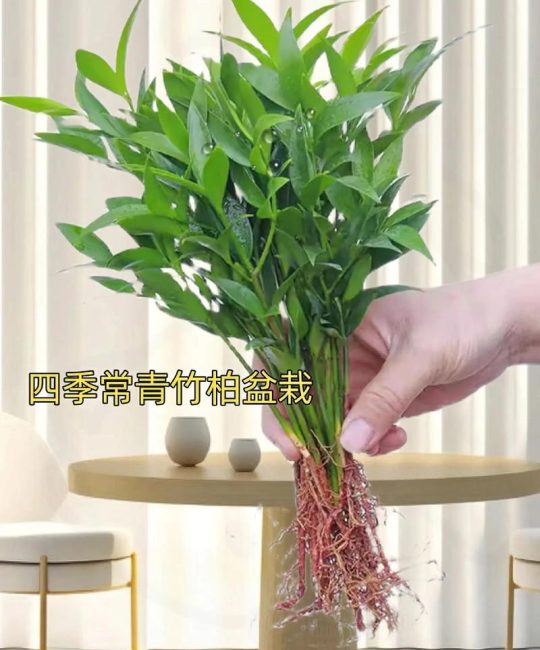 竹柏种子多少钱？2024年最新价格参考与影响因素全解析