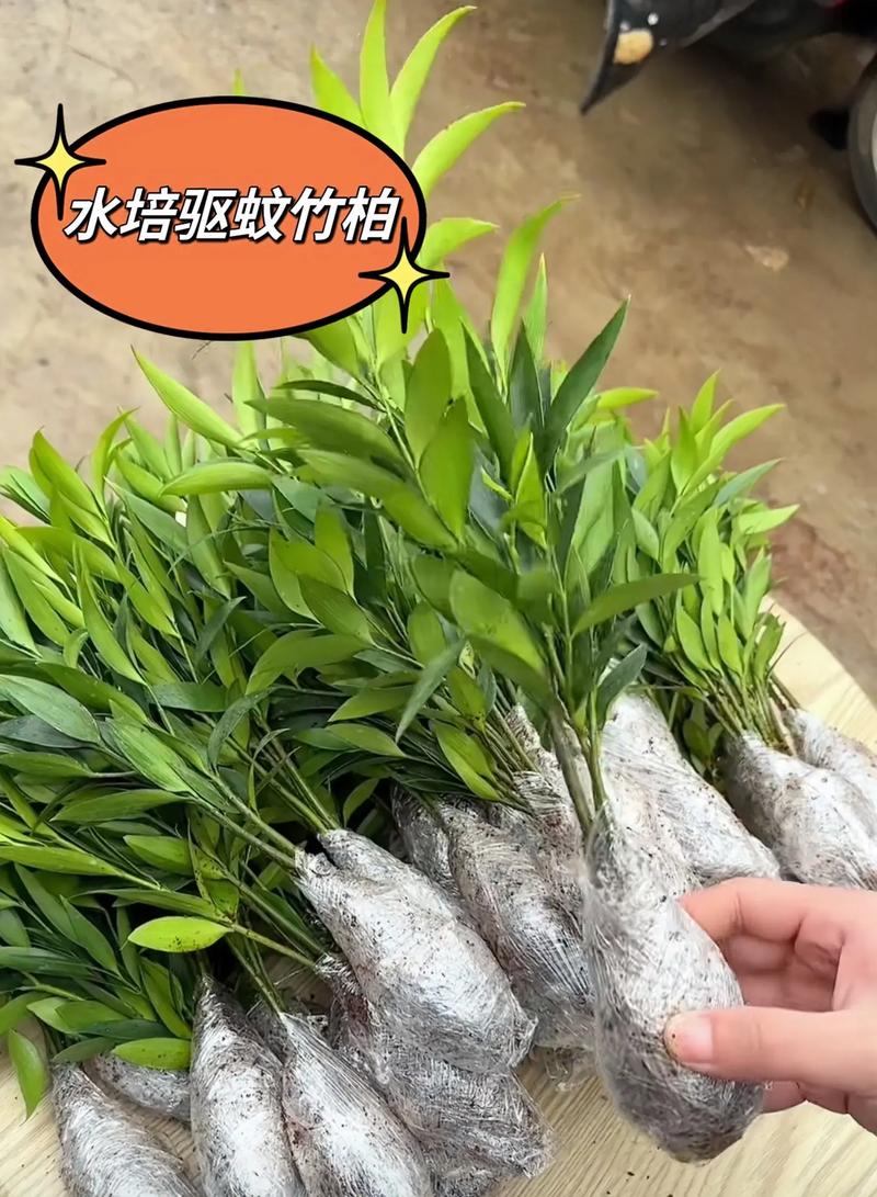 竹柏种子多少钱?2024年最新价格参考与影响因素全解析 二、产地与区域:物流成本与品质差异