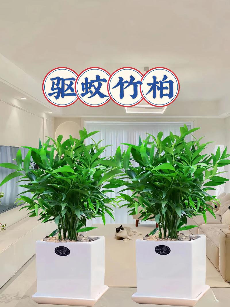 竹柏种子多少钱?2024年最新价格参考与影响因素全解析 价格影响因素总结表