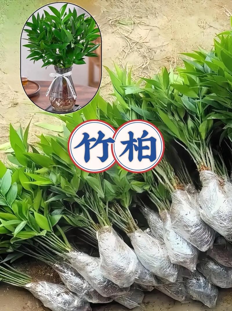 竹柏种子多少钱?2024年最新价格参考与影响因素全解析 常见问题解答(FAQ)