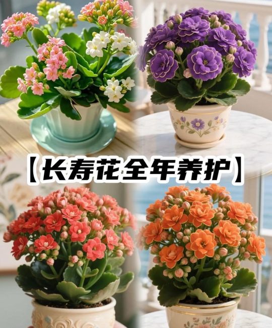 长寿花是迎春花吗？别弄混了，一篇讲清长寿花的真实身份与养护指南