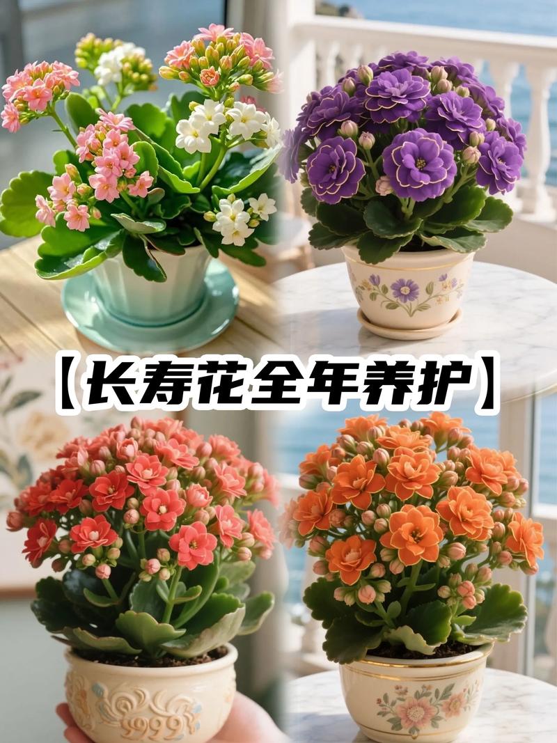 长寿花不是迎春花，但比它更好养