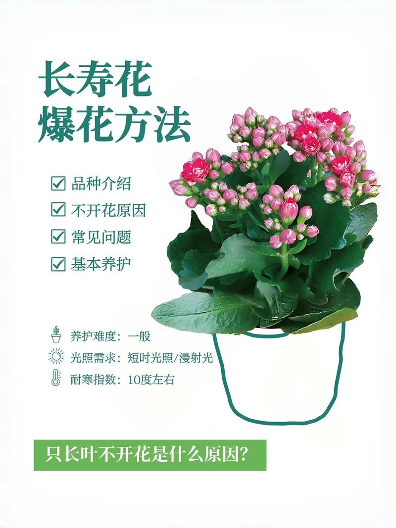 盆栽/地栽选择决策