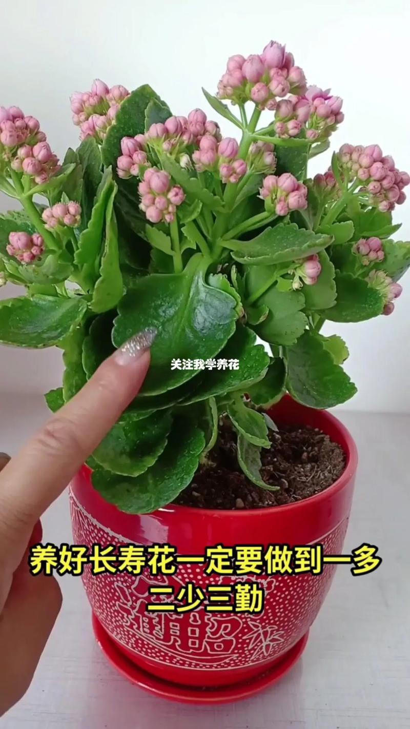 修剪促花系统指导