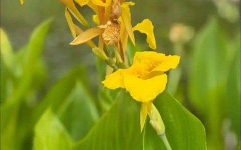 美人蕉什么时间开花？一文读懂花期、观赏期与促花养护要点