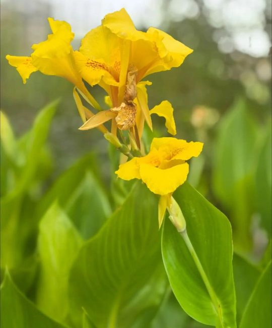 美人蕉什么时间开花？一文读懂花期、观赏期与促花养护要点
