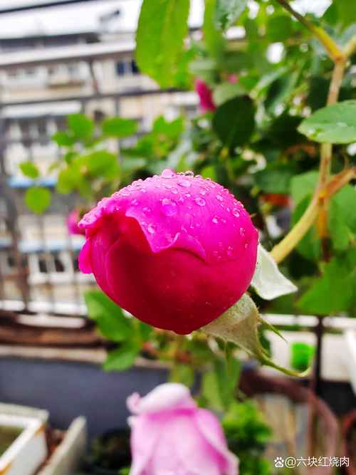 门口放月季花好吗? 光照、浇水与施肥