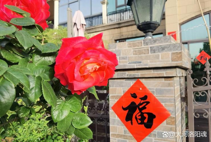 门口放月季花好吗? 修剪促花与过冬养护