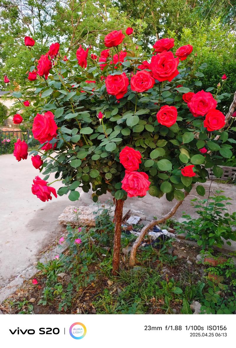 门口放月季花好吗? 传统寓意说明