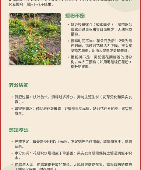 石榴树开花不结果的原因及解决方法