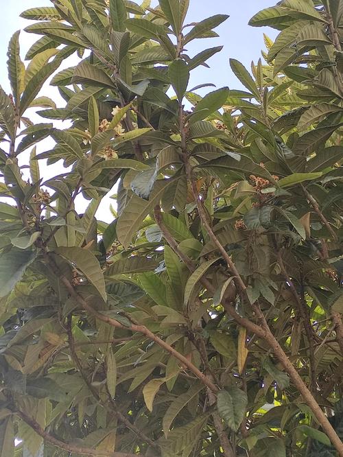 门前种枇杷树的风水讲究与禁忌解析