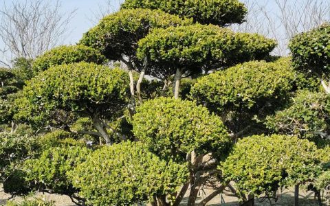 大门口两边栽黄杨树好吗？科学养护与落地建议全解析