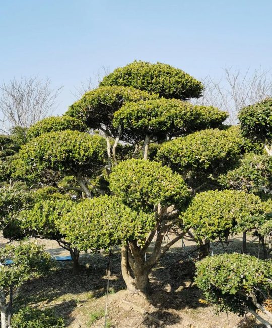 大门口两边栽黄杨树好吗？科学养护与落地建议全解析