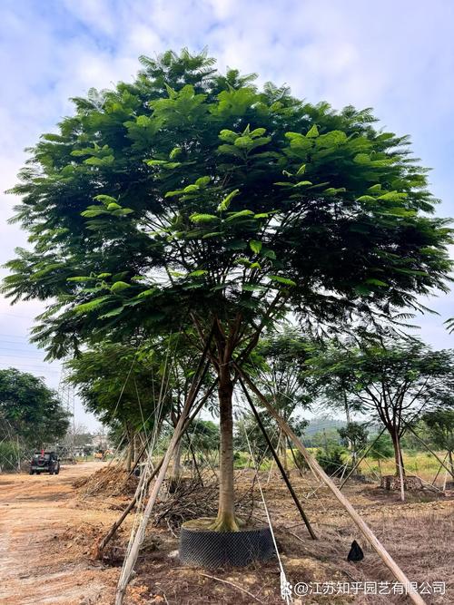 凤凰木可以在北方种植吗? 二、北方为什么不适合地栽?