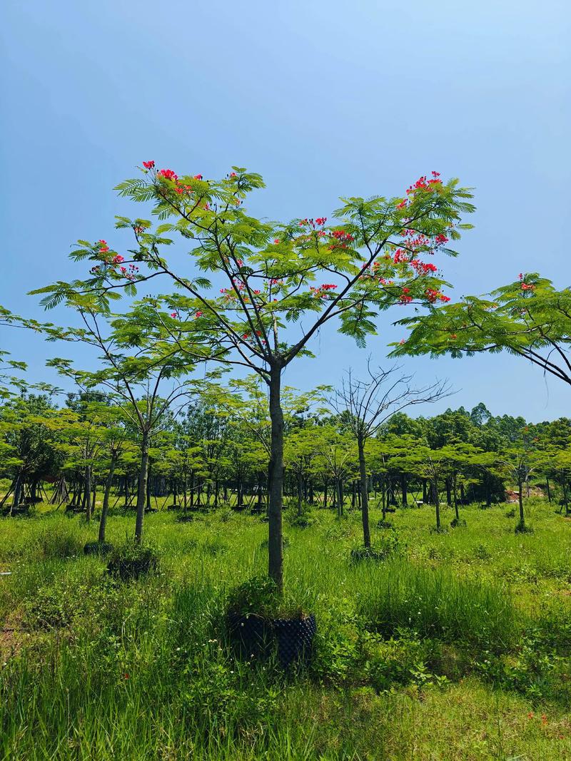 凤凰木可以在北方种植吗? 一、凤凰木适合什么气候?