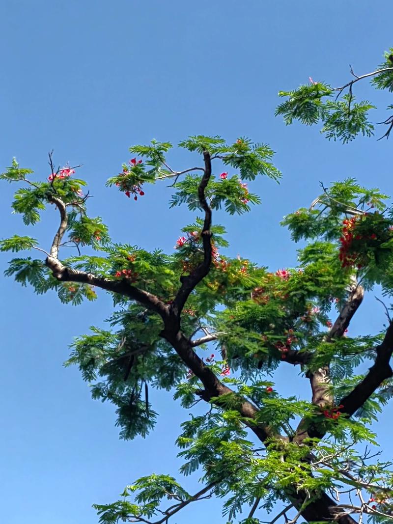 凤凰木可以在北方种植吗? 三、北方能不能种?可以,但要分场景