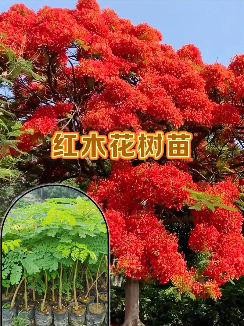凤凰木可以在北方种植吗? 四、如果北方一定要试种,怎么做?