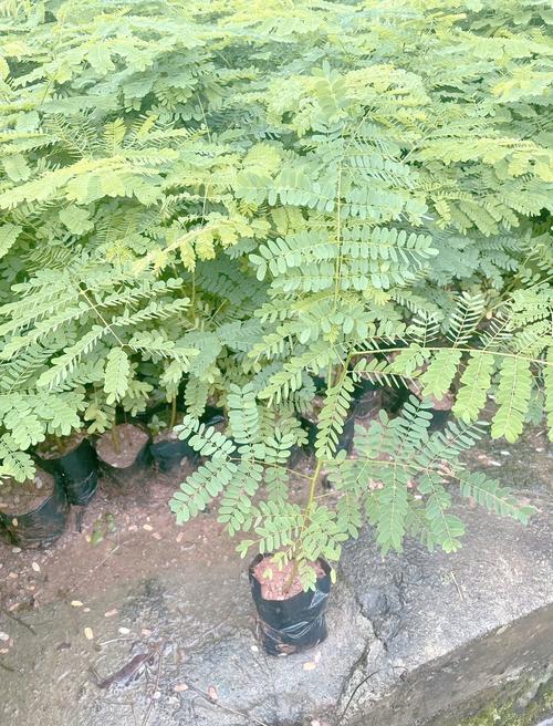 凤凰木可以在北方种植吗? 六、结论:北方怎么选最稳妥?