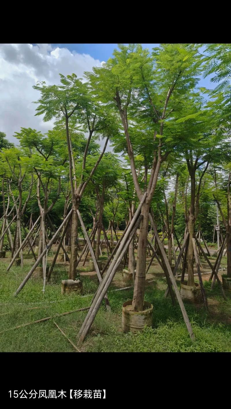 凤凰木可以在北方种植吗? 五、南北种植差异很大