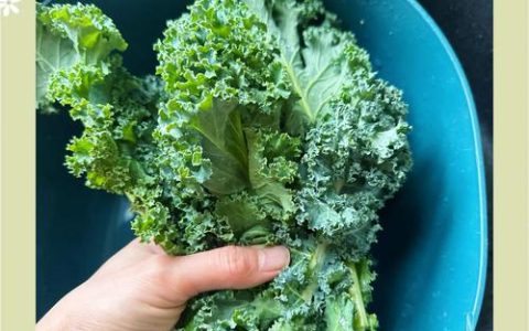 羽衣甘蓝的营养价值与科学食用全攻略