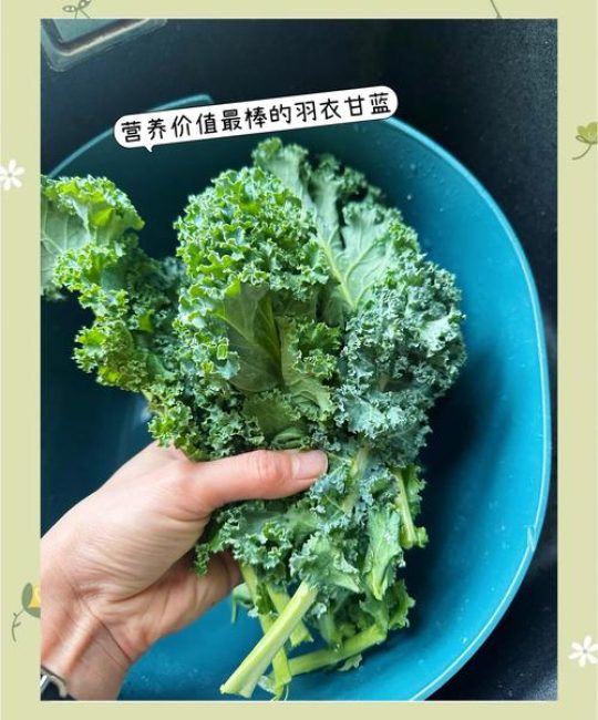 羽衣甘蓝的营养价值与科学食用全攻略