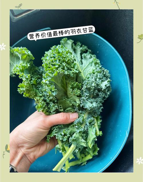 羽衣甘蓝的营养价值与科学食用全攻略 羽衣甘蓝的营养价值与科学食用全攻略