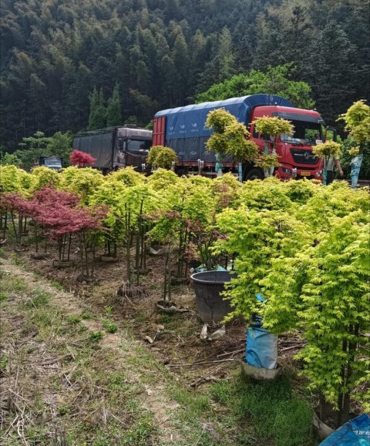 如何找到靠谱的树苗批发渠道？一份科学严谨的采购核查指南