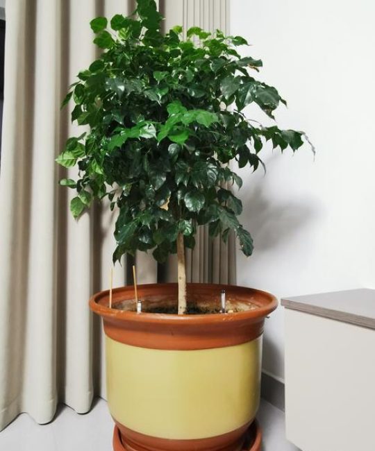 家庭阳台盆栽树木推荐：三种科学养护与观赏俱佳的选择