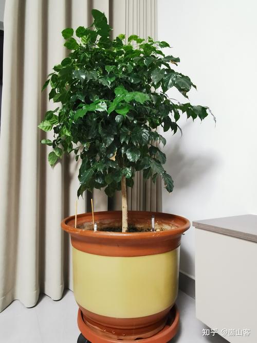 家庭阳台盆栽树木推荐:三种科学养护与观赏俱佳的选择 家庭阳台盆栽树木推荐:三种科学养护与观赏俱佳的选择