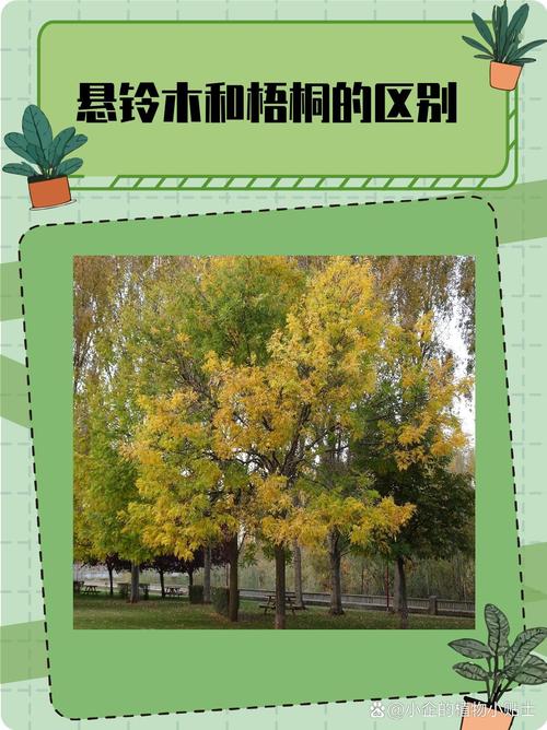 梧桐树落叶吗?全面解析悬铃木的生长习性与南北种植指南 行道树与庭院应用规格选型