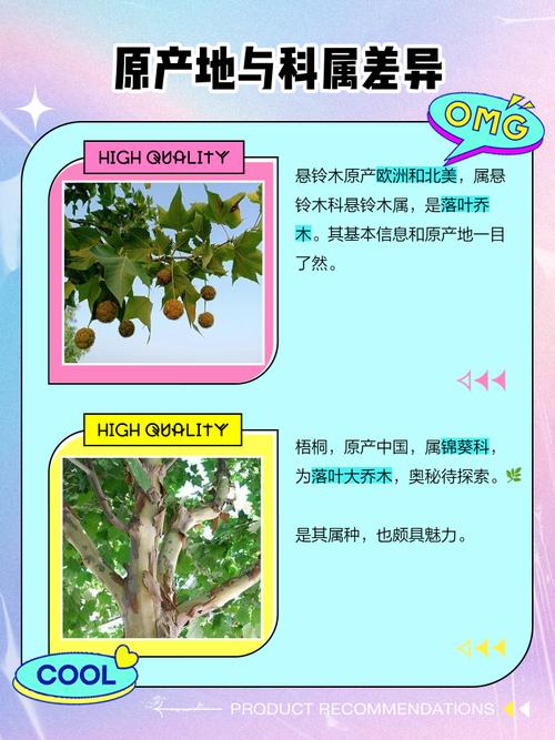 梧桐树落叶吗?全面解析悬铃木的生长习性与南北种植指南 常见误区纠正