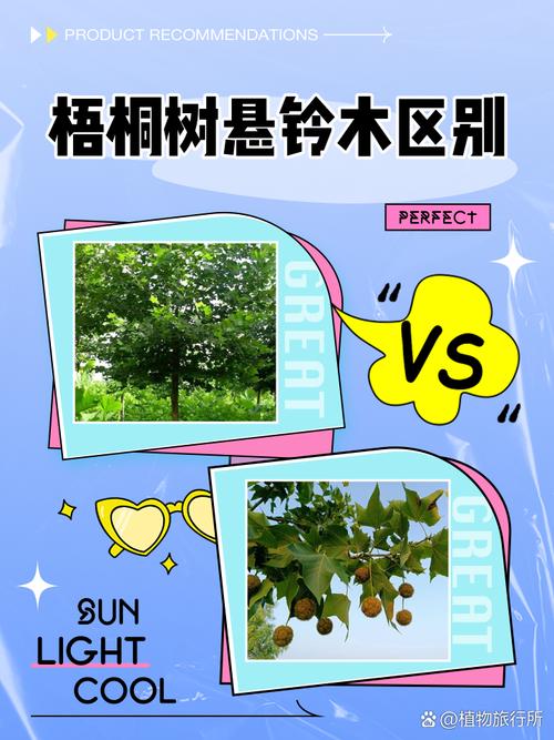 梧桐树落叶吗?全面解析悬铃木的生长习性与南北种植指南 南北种植差异化建议
