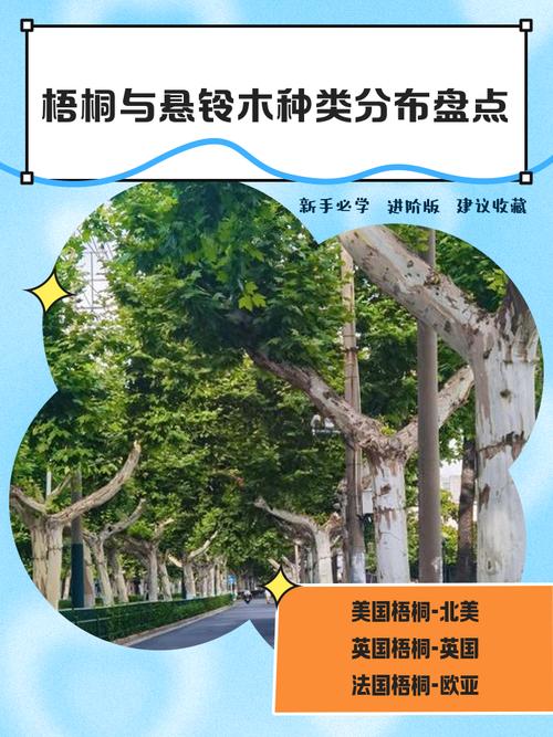 梧桐树落叶吗?全面解析悬铃木的生长习性与南北种植指南 FAQ
