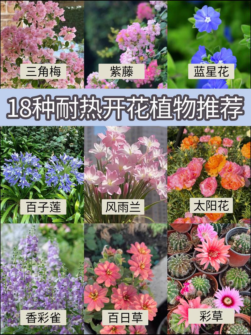 1. 茉莉花：满院飘香的经典之选