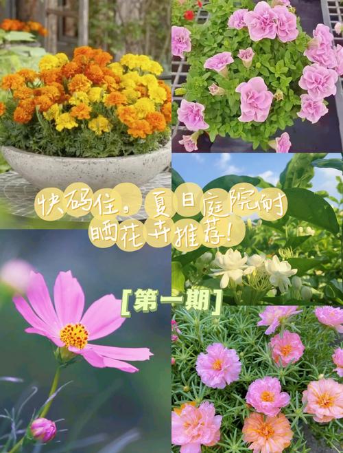 4. 蓝雪花：清凉花瀑耐热冠军