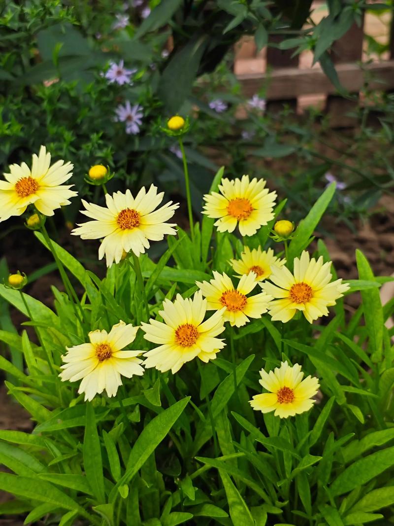 5. 栀子花：洁白芬芳的夏日期待