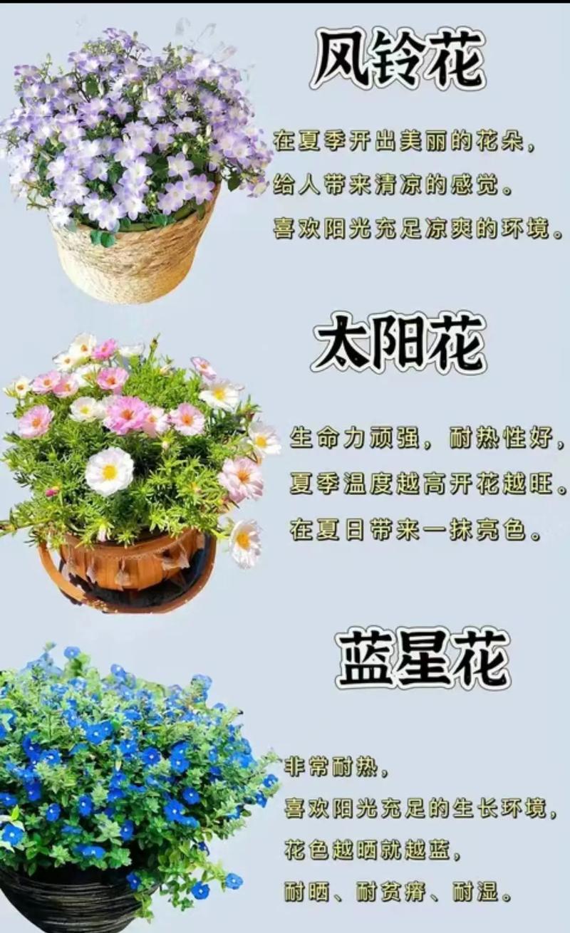 7. 夏堇与太阳花：草花中的“劳模”