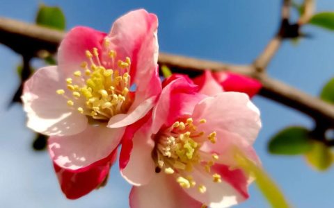 什么花是春天开的？2026年家庭园艺最全开花植物清单