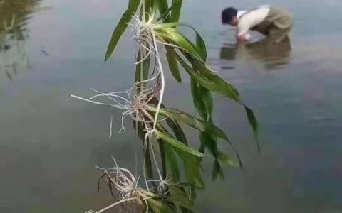 苦草沉水种植方法：水景造景与水质净化实操指南