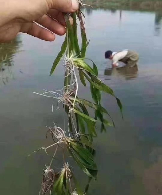 苦草沉水种植方法：水景造景与水质净化实操指南