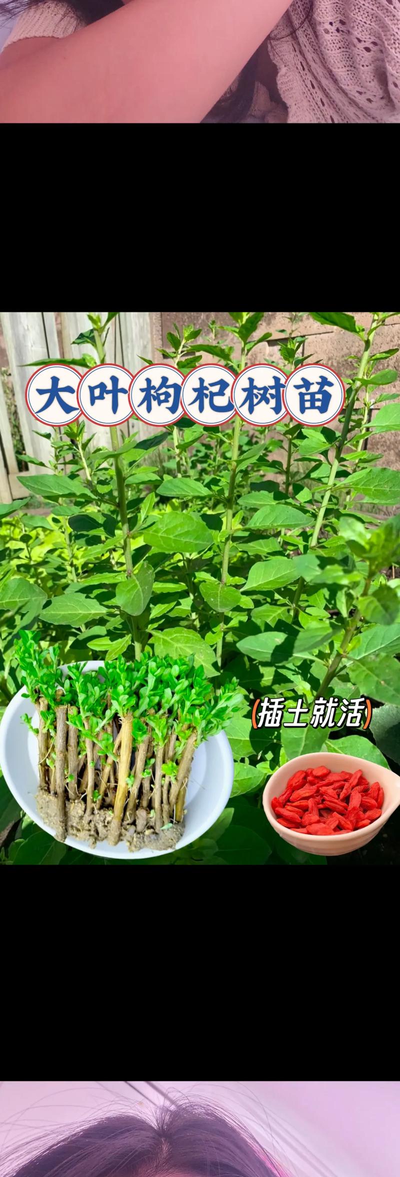 枸杞树苗什么品种好?先看结论 选购建议:按场景直接下单